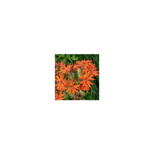Pour vos envies d’extérieur：Lychnis Arkwrightii - Le pot de 3 litres