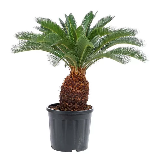 Pour donner du style à l’extérieur:Cycas Revoluta tronc 15/20. Le pot de 10 litres