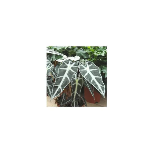 Jardin à découvrir:Alocasia Bambino en pot de Ø 12 cm