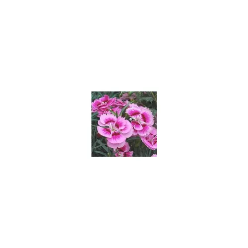 Pour vivre le jardin autrement:Oeillet - Le pot de 10.5 cm