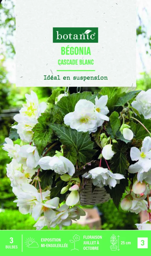 Pour créer votre espace extérieur:Bulbes de fleurs Bégonia Cascade blanc botanic® - 3 bulbes