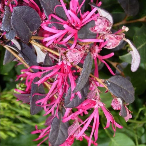 Jardin en extérieur:Loropetalum Chinense Fire Dance Touffe rose en pot de 3 L