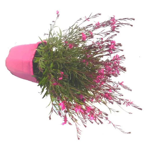 Sélection pratique：Gaura Lindheimeri - Le pot de 5 litres