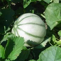 Indispensable au jardin:Melon Bio. La barquette de 3 plants