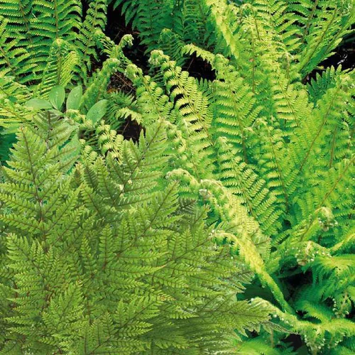 Sélection jardin：Fougères variées - Le pot de 9 x 9 cm