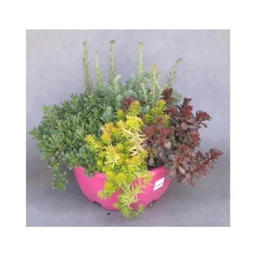 Une sélection pensée pour le jardin:Sédum dit Orpin - La coupe de 25 cm