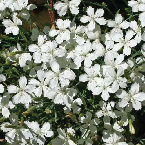 Jardin quotidien：Oeillet A Delta blanc - Le pot de 9 x 9 cm
