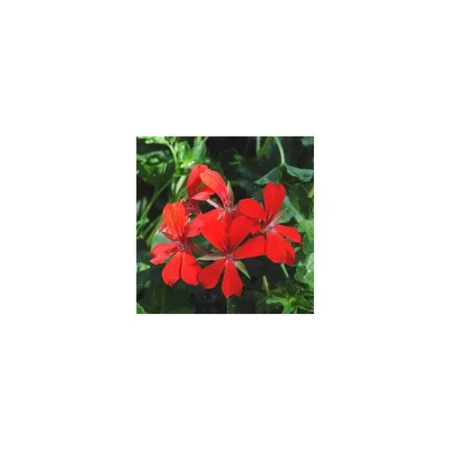 Extérieur équipement：Géranium lierre à fleurs simples - Le pot de 1 litre