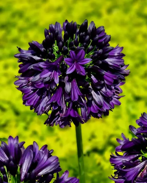 Pour compléter votre espace extérieur:Agapanthe violette BlackJack. Le pot de 3,5 litres