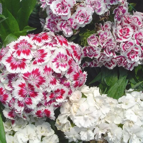 Vie au jardin：Œillet de poète - La barquette de 10 plants de 7 cm