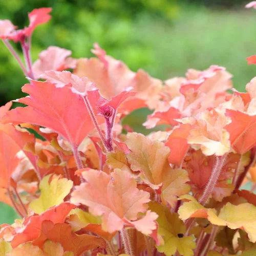 Un indispensable au jardin：Heuchère 'Marmalade' - Le pot de 2 litres