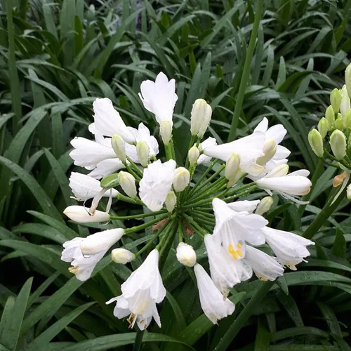 Le pratique au jardin：Agapanthus x Ever White en pot de 8 L blanc