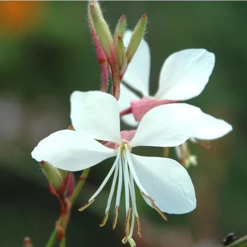 Confort au jardin:Gaura Lindheimeri White - Le pot de 3 litres