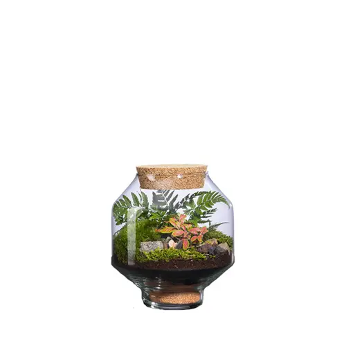À avoir pour l’extérieur：Terrarium autonome Solu M botanic® - Ø 17 x 20 cm