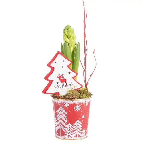 Pour vos moments au jardin:Composition de Noël jacinthe multicolore pot en zinc flocon rouge