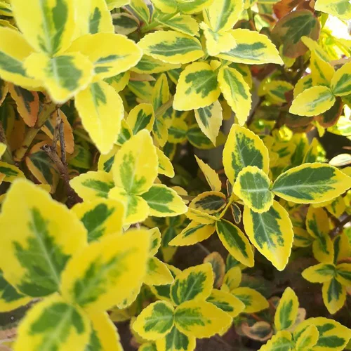 L’esprit jardin:Fusain couvre-sol vert. Le pot de 2 L