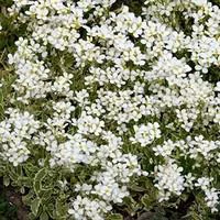 Une idée pour votre jardin：Arabette ou corbeille d'argent. La barquette de 6 plants