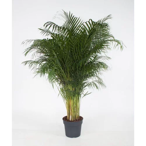 Pour vos projets：Areca pot Ø31 cm/ H170 cm