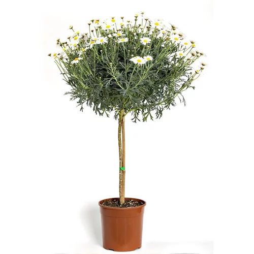 Accessoire jardin:Anthémis sur tige - Le pot de 2 litres