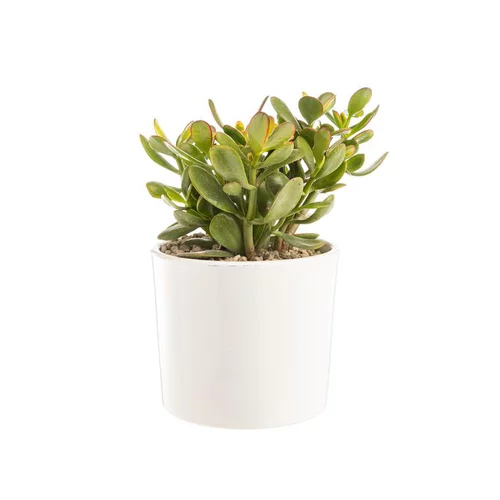 Une touche pratique au jardin：Crassula sunset en pot blanc émaillé H 10 x Ø 20 cm