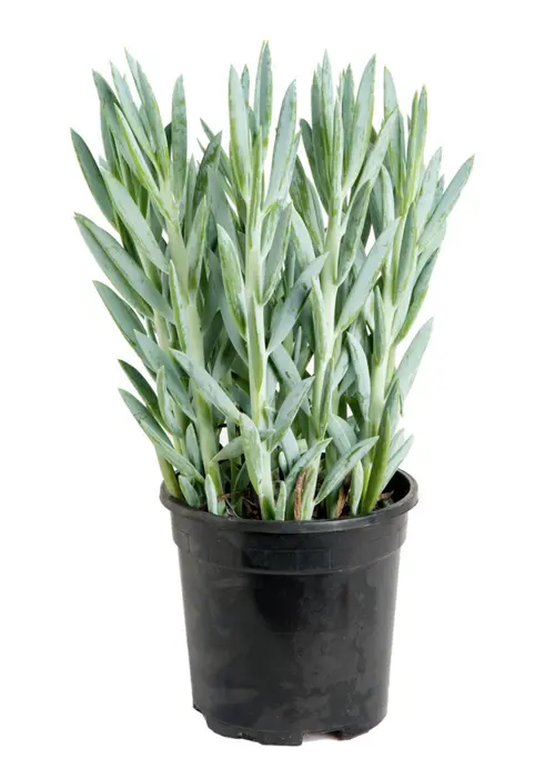 Jardin et idées:Seneçon Mount Everest bleu. Le pot Ø 12 cm