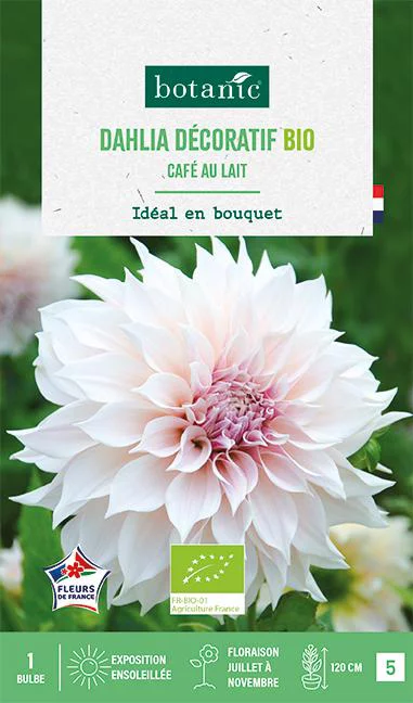 Nature au jardin:Bulbe de fleurs Dahlia décoratif Café au lait bio botanic® - 1 bulbe