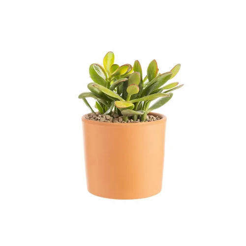 Maison & extérieur：Crassula sunset en pot terre cuite H 10 x Ø 15 cm