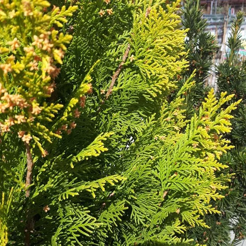 Moderne au jardin:Thuya Orientalis Pyramidalis Aurea 200/250 cm pot de 35 L