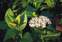 Confort nature：Viburnum Tinus Eve Price ou Laurier-Tin 30/40 cm en pot de 3 L