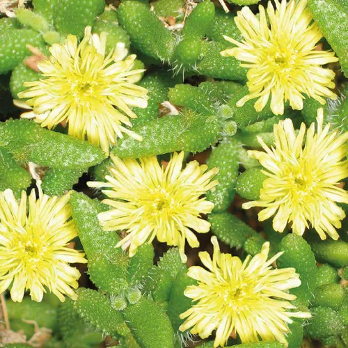Pour plus de confort au jardin:Delosperma Echinatum - Le pot de 9 x 9 cm