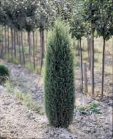 Autour du jardin：Cyprès Cupressus Sempervirens Pyramidalis 250/300 cm en pot de 35 L