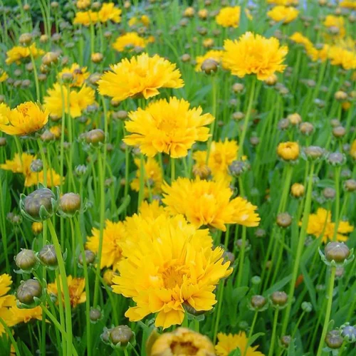 Une sélection pour le jardin:Coreopsis grandiflora à fleurs jaunes - Le pot de 5 litres