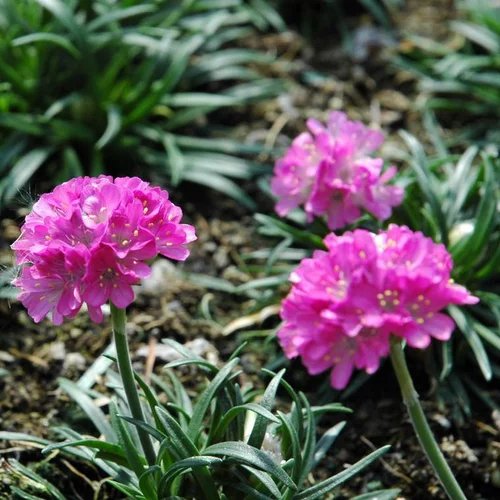 Jardin bien-être：Gazon D'Espagne 'Morning Star Deep Rose' - Le pot de 2 litres