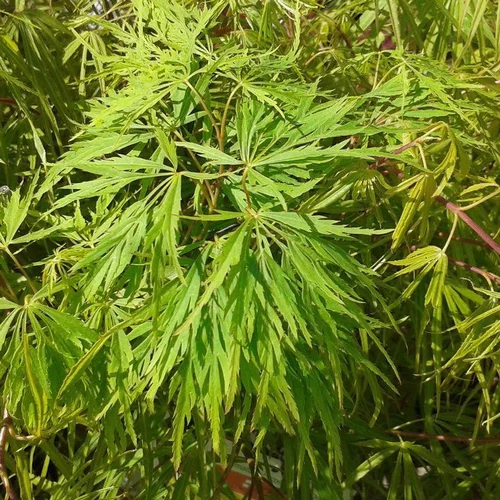 Choix jardin：Érable du Japon Dissectum Viridis 40/50. Le pot de 4,5 litres