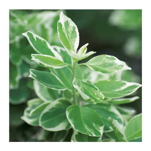 Pour transformer vos extérieurs:Fusain (EUONYMUS FORT. EMERALD GAIETY) Le pot de 10 litres