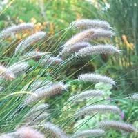 Au service de votre jardin：Pennisetum Skyrocket - Le pot de 4 litres