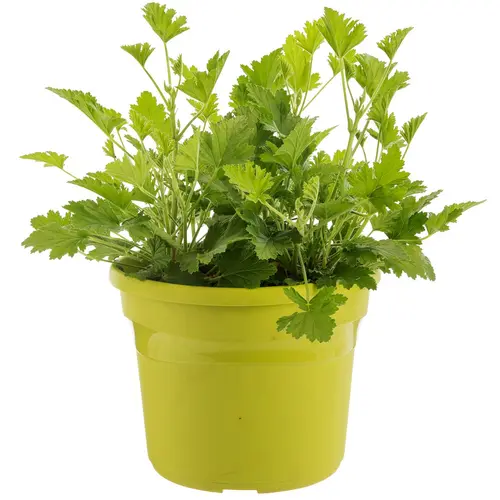 Le petit plus du jardin:Géranium anti-moustique au feuillage vert - Le pot de 4,5 litres