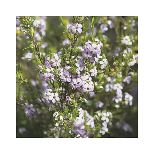 Espace vert essentiel：Diosma hirsuta pink foutain coloris rose. Le pot de 10 litres