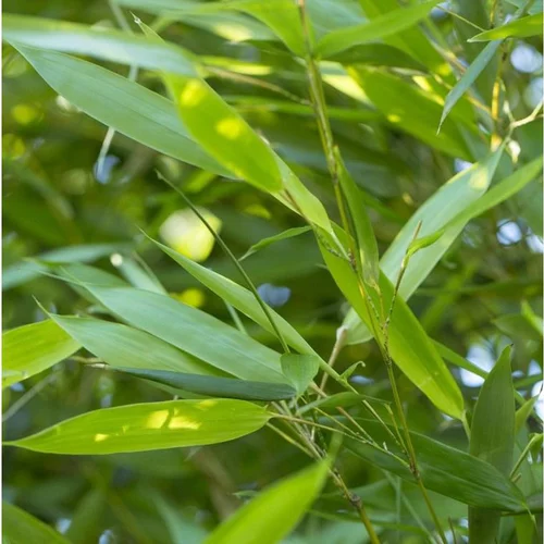 Choix pratique：Bambou Phyllostachys Bisseti. Le pot