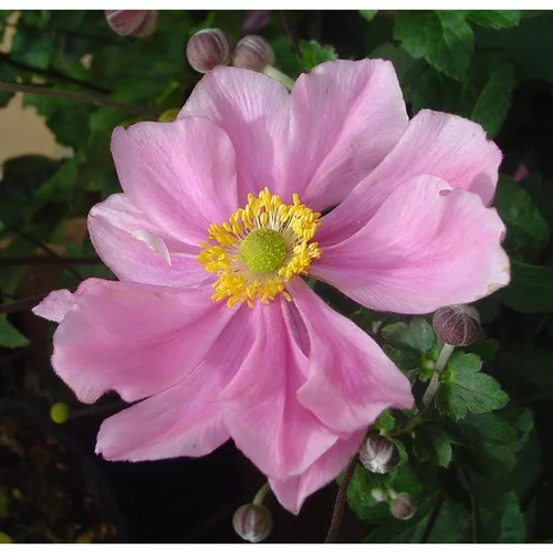 Pour tous vos projets jardin:Anémone Hupehensis - Le pot de 12 cm