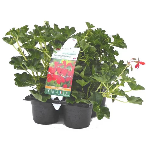 Malin au jardin：Géranium lierre simple rouge - Le pack de 6 plants