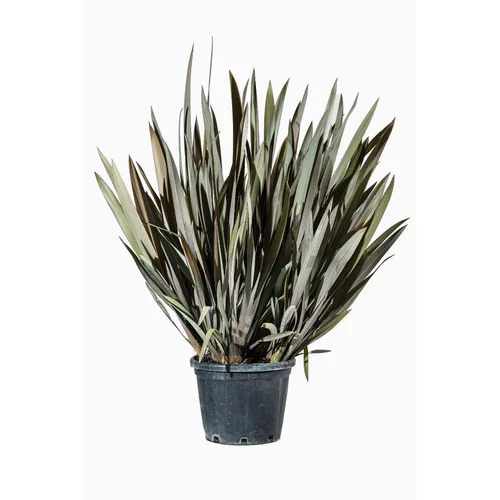 Pour vos envies de jardin:Phormium Tenax Atropurpureum (Lin de Nouvelle-Zélande) en pot de 35 L rouge