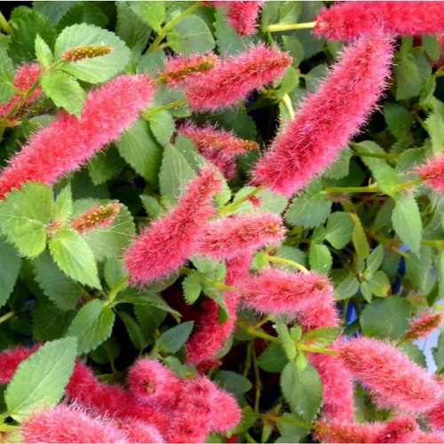 Pour transformer vos extérieurs：Acalypha - Le pot de 2,5 litres