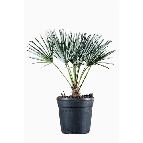 À adopter au jardin：Palmier nain (Chamaerops Cerifera) 25/30. Le pot de 2 litres
