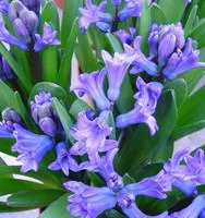Confort au jardin:Jacinthe Multiflore - Le pot de 10,5 cm