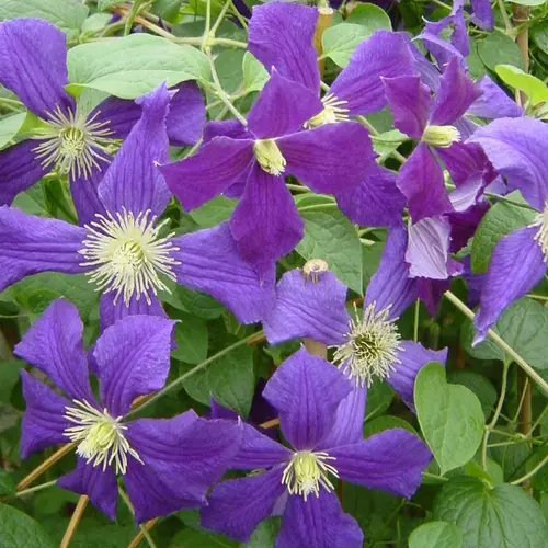Pour vivre le jardin autrement:CLEMATITE VITICELLA ETOILE VIOLETTE. Le pot de 3 litres