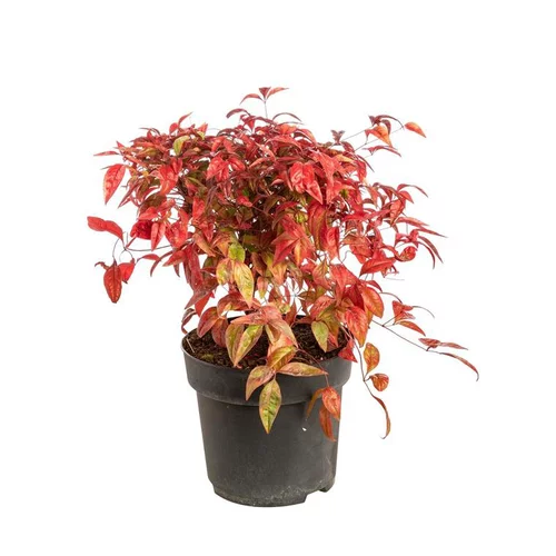Adapté au jardin:Bambou céleste - pot 5 L