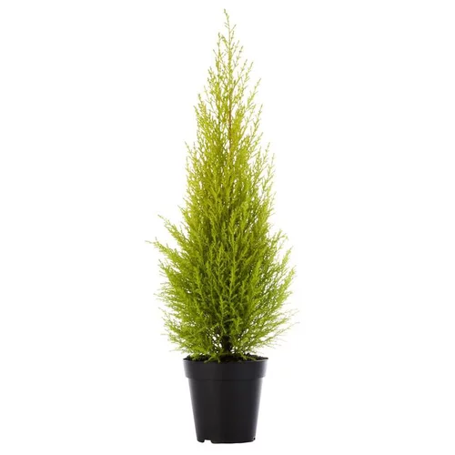 Jardin adapté:Cupressus Gold Crest - Le pot de 1 litre