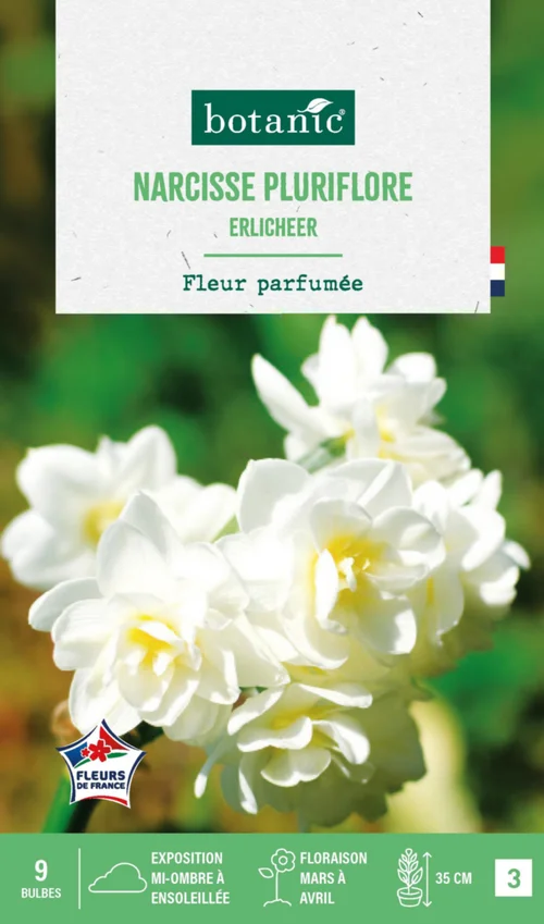 Une solution pour l’extérieur：Narcisse pluriflore botanic® - 9 bulbes