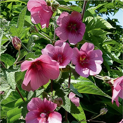 Pour votre jardin:Anisodonthea El Rayo pot 3 L